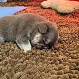 Hershey - Tricolors female French Bulldog puppy in Boyne City, Michigan from Gichigami French Bulldogs