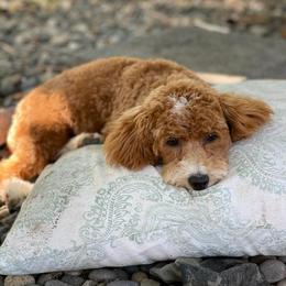 Summer - Poodle