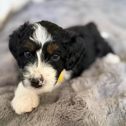 Florence - Tri-color female Bernedoodle puppy in Tulsa, Oklahoma from Magnolia Blossom Bernedoodles