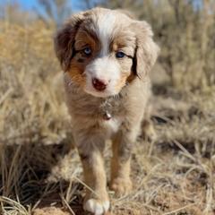 Todd - Double Doodle puppy from Dry Canyon Pups