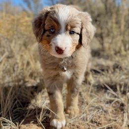 Todd - Double Doodle puppy from Dry Canyon Pups