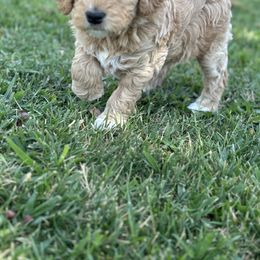 Goldendoodle Puppies from Old Lake Doodles