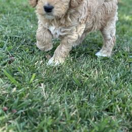 Goldendoodle Puppies from Old Lake Doodles