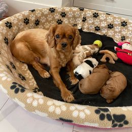 Pumpkin - Cavalier King Charles Spaniel