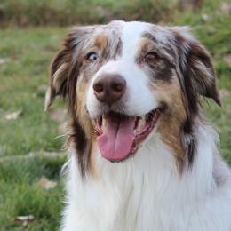 Australian Shepherds from Lost Creek Aussies