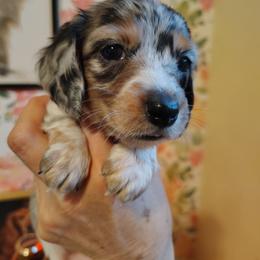 Girl 1 - Dapple female Dachshund puppy in Clayton, Indiana from Love Struck Miniature Dachshunds