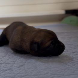 Dark Male (reserved - next litter Oct) - Red sable male Belgian Malinois puppy in Columbia, South Carolina from Kaizen Ruach Malinois