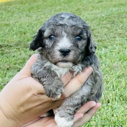 Rein - Blue merle female Bernedoodle puppy in Hobgood, North Carolina from Four Kids’ Farms, LLC