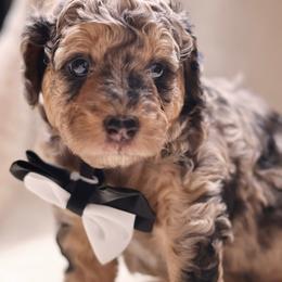 Onyx - Merle male Goldendoodle puppy in Forney, Texas from Diamond Doodle Pups and Poodles