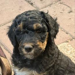 Phantom abstract - Phantom male Poodle puppy in Mountain View, Arkansas from Ramer’s Spring Poodles