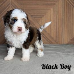 Black Boy - Chocolate merle male Bernedoodle puppy in Modesto, California from Two Doods Doodles