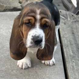 Penn dot green - Black brown and white male Basset Hound puppy in Meyersdale, Pennsylvania from Susan's Basset Hounds