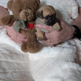 Pug Puppies from Swift Pigd