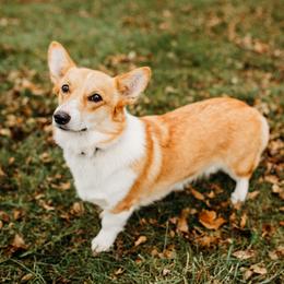 Sophie  - Pembroke Welsh Corgi