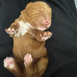 Dimond - Red  female Goldendoodle puppy in Twin Falls, Idaho from Magic Valley Family Doodles