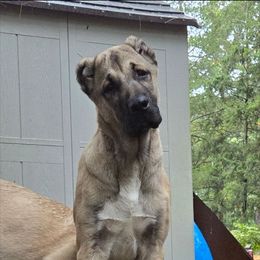 Lena - Anatolian Shepherd Dog
