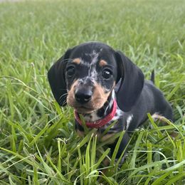 Dachshund Puppies from Frade Family Farm