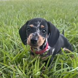Dachshund Puppies from Frade Family Farm