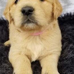 Cockapoos and Goldendoodles from Robbin's Treasures