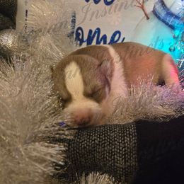 Klaus - Red and white male Siberian Husky puppy in Bingham, Illinois from Siberian Instincts Kennel