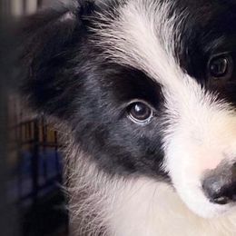 Border Collies from Amavi Kennels