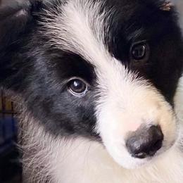 Border Collies from Amavi Kennels
