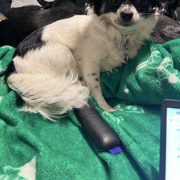 Pippa - Chihuahua
