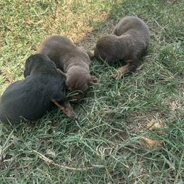Boy 1 - Black and tan male Bloodhound puppy in Tahlequah, Oklahoma from HNH Hounds
