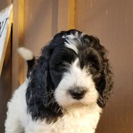 Bernedoodle Puppies from Speedwell Forge Doodles