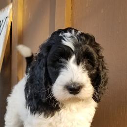 Bernedoodle Puppies from Speedwell Forge Doodles