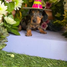 Silver dapple 2 Male - Dapple male Dachshund puppy in Wills Point, Texas from East Mini Dachshunds Texas