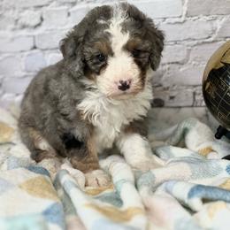 Brexley - Blue merle female Bernedoodle puppy in Moulton, Iowa from Shondel Puppy Paws
