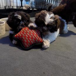 Shih Tzu Puppies from Morgan's Shih Tzus
