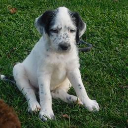 Labradoodle Puppies from North Country Kennel Club