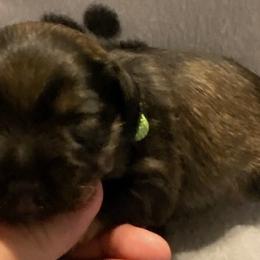 Lime Collar - Male - Black and silver male Miniature Schnauzer puppy in Robstown, Texas from Alves Miniature Schnauzers
