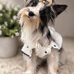 Cricket - Parti female Yorkshire Terrier puppy in Moultrie, Georgia from Alina's Royal Yorkies