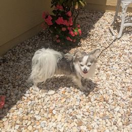 Boy 1 - male Chihuahua puppy in Palm Coast, Florida from Pampered Chihuahuas