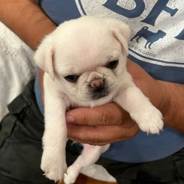 Lulu - Cream female Pug puppy in Black Mtn, North Carolina from Southern Pugs