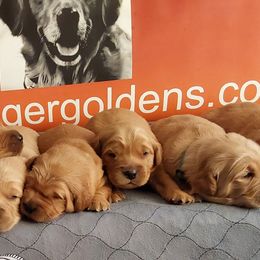 Golden Retrievers from Krueger Goldens