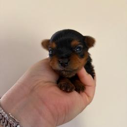 Stripe - Black and tan male Yorkshire Terrier puppy in Illinois from Pretty Little Yorkies