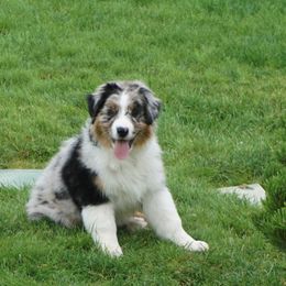 Australian Shepherd Puppies from Pole Canyon Australian Shepherds