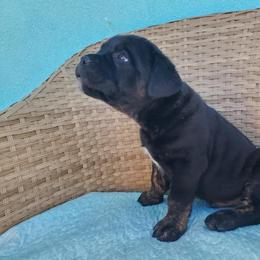 Cane Corso Puppies from Willow’s Meadow