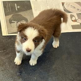 Border Collie puppies from Midnight Border Collies