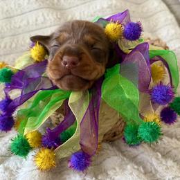 King - Chocolate male Dachshund puppy in Mobile, Alabama from Katrina's Dachshunds