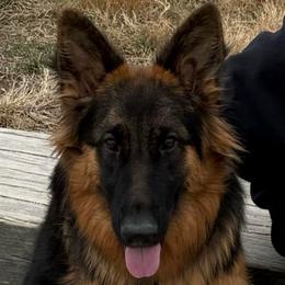 Dixie - Black and red female German Shepherd puppy in Canton, Texas from WILDWOOD GERMAN SHEPHERDS