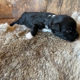 Miniature Australian Shepherd Puppies from Mini Pups of Poppleton