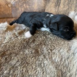 Miniature Australian Shepherd Puppies from Mini Pups of Poppleton