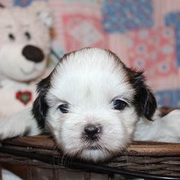 Girl 2 - Red and white female Shih Tzu puppy in Craig, Colorado from Rocky Mountain Shih Tzus and Dry Creek Miniature Dachshunds