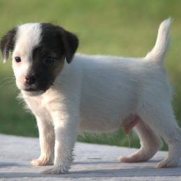 Diego - Tri-color male Jack Russell Terrier puppy in Menifee, California from Wendover Terriers