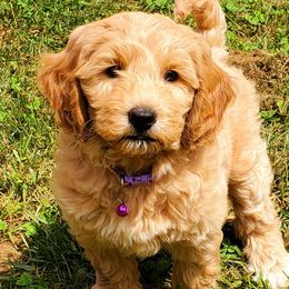 Iris - Labradoodle puppy in Statesville, North Carolina from Labradoodles of the Foothills